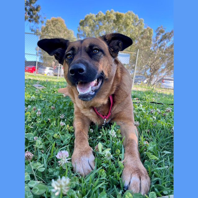 Photo of Luna