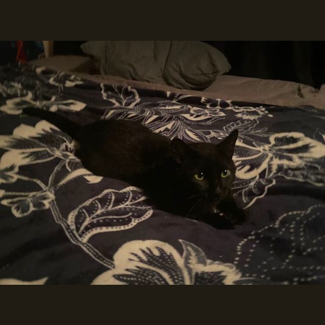 Photo of Toothless