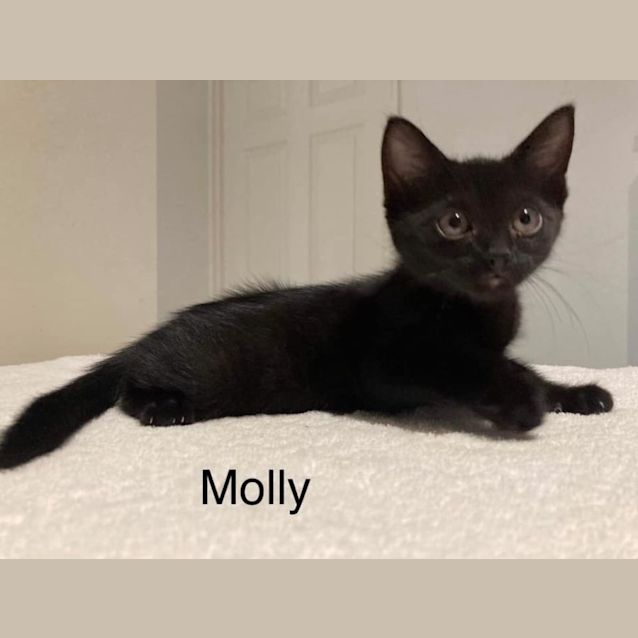 Photo of Molly