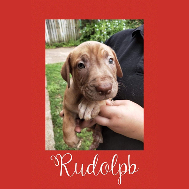 Photo of Rudolph