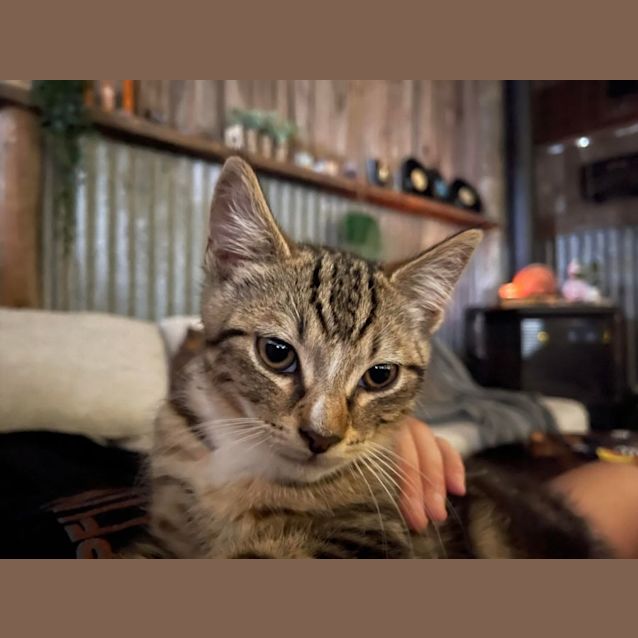 Photo of Humphrey **2nd Chance Cat Rescue**
