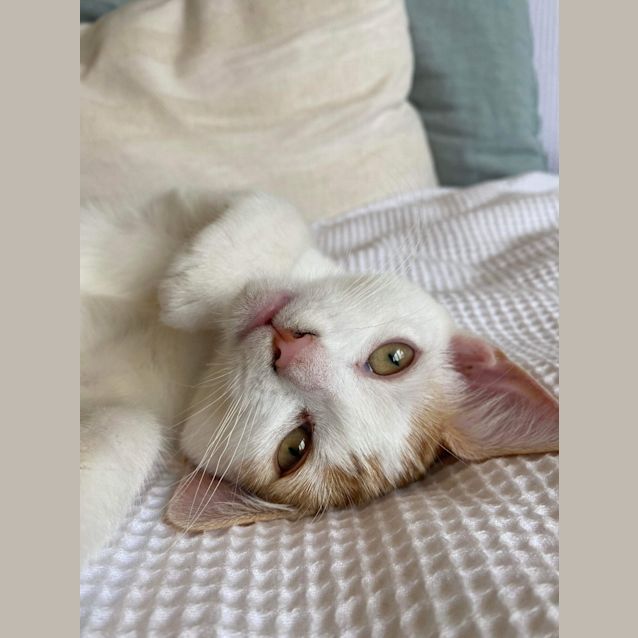 Photo of Sochi And Kimi