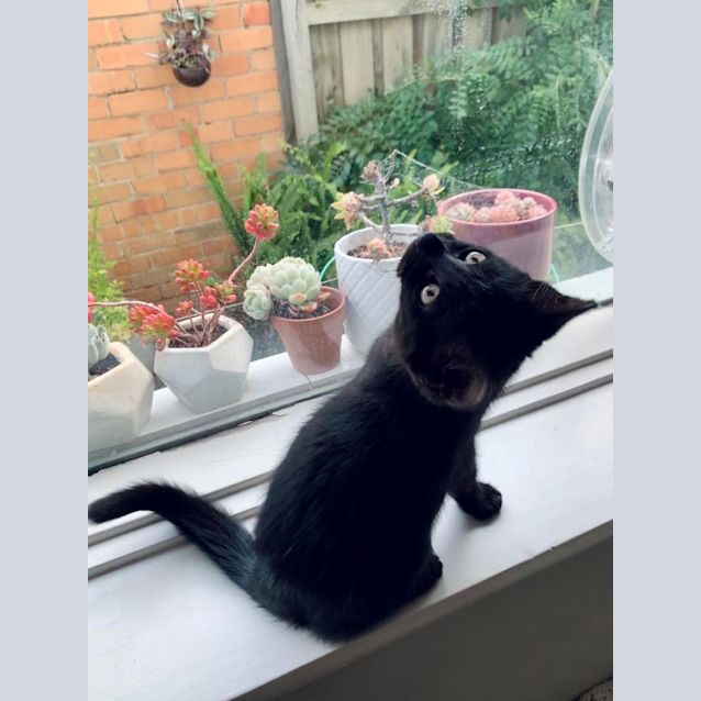 Photo of Bobbidy   Located In Thornbury