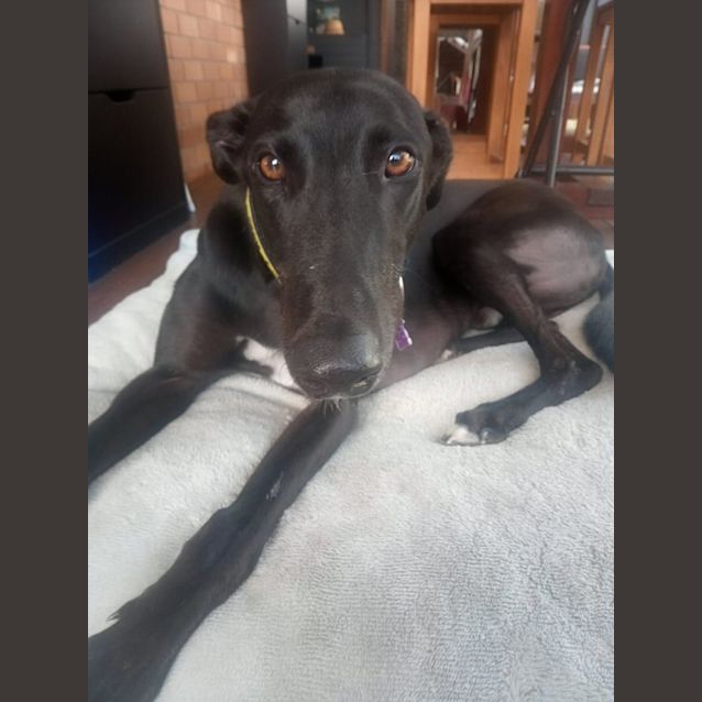 Photo of Squizzy And Piper