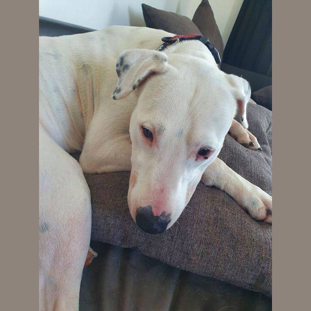 Photo of Chester 