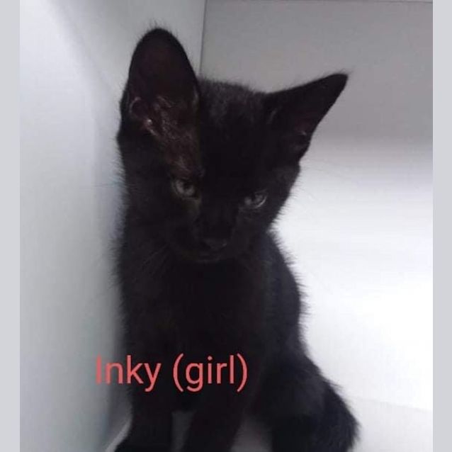 Photo of Inky 