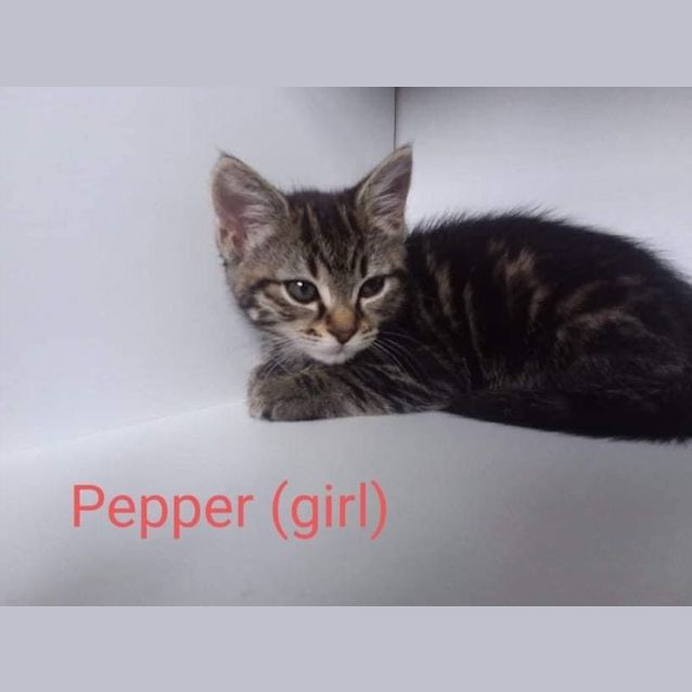 Photo of Pepper 