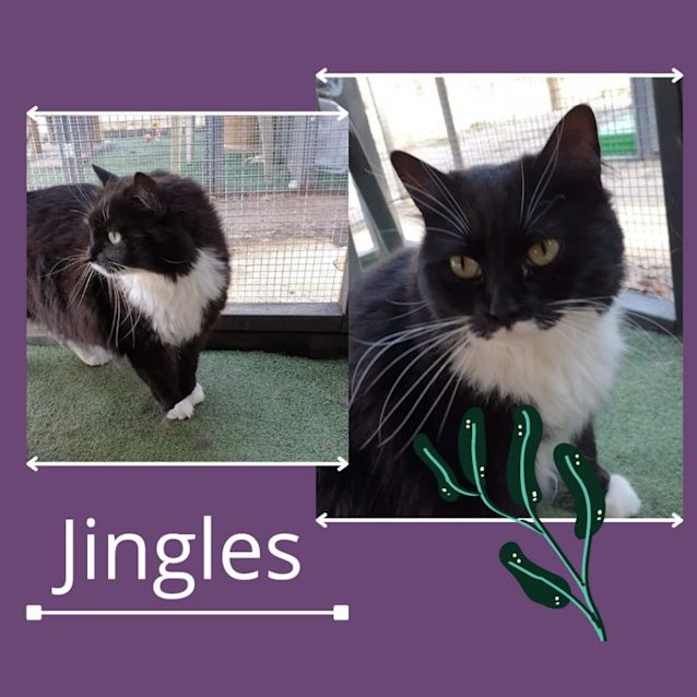 Photo of Jingles 