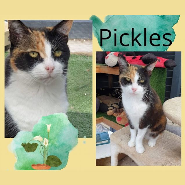 Photo of Pickles 