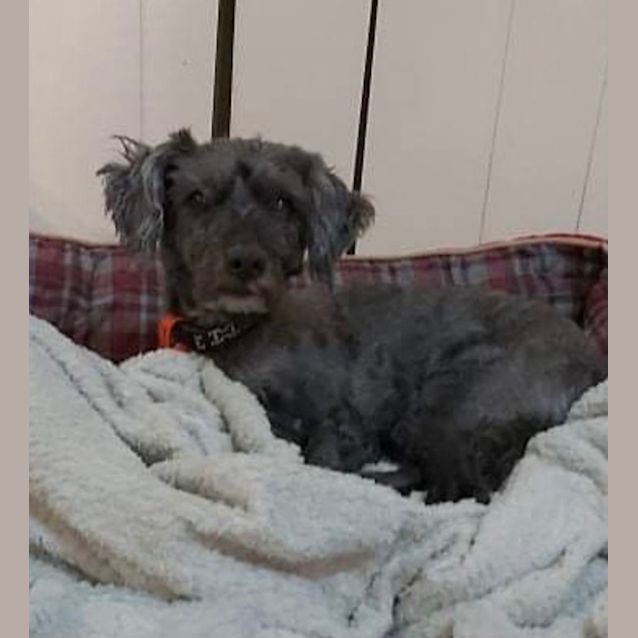 Photo of Harley & Nitro