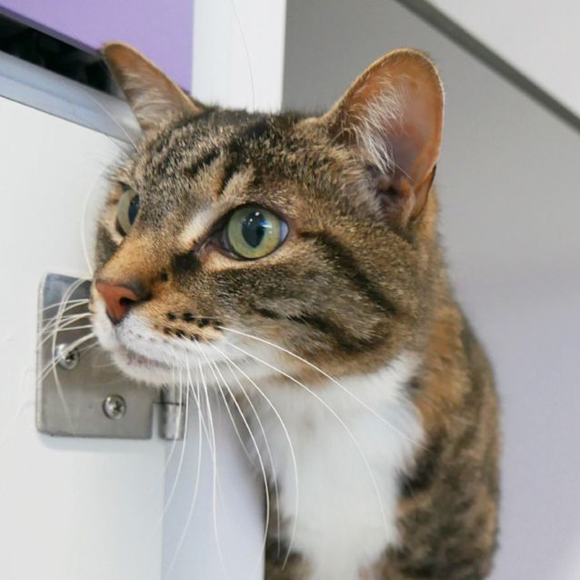 Photo of Boots Sua009262