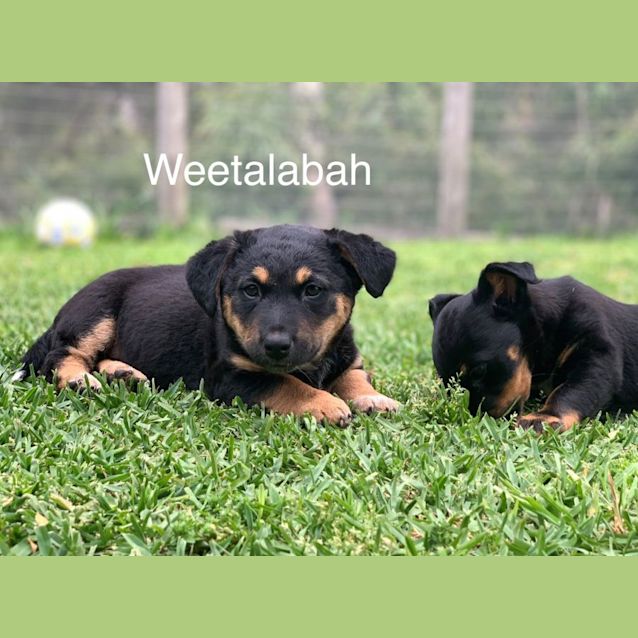 Photo of Mangoplah Or Weetalabah