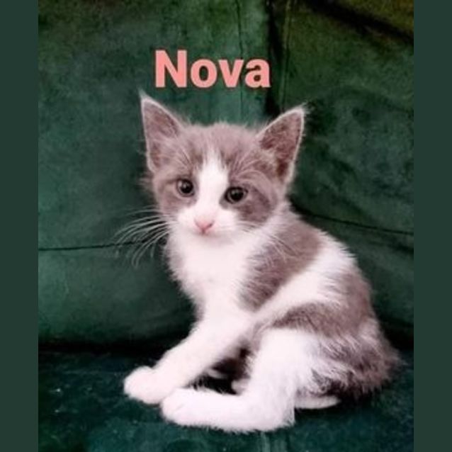 Photo of Nova