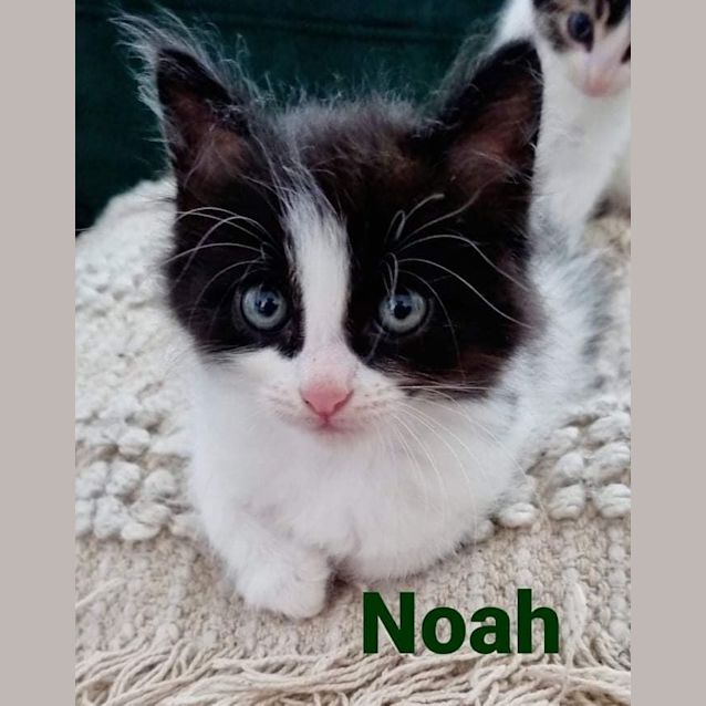 Photo of Noah