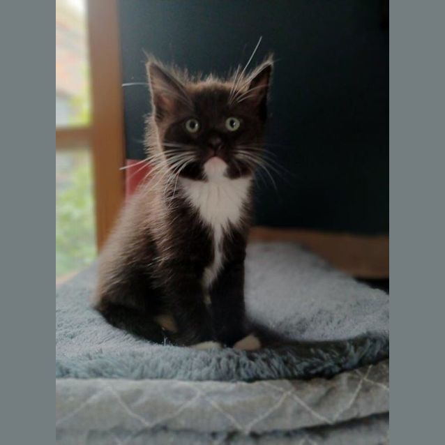 Photo of Domino Derval Kidgerbury