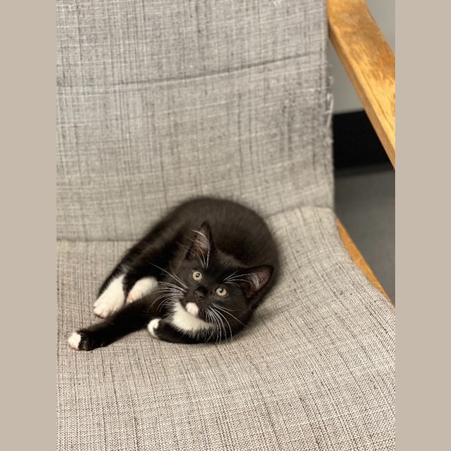 Photo of Bentley