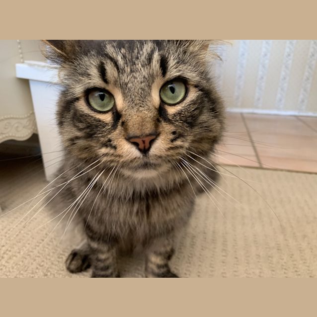 Photo of Oscar