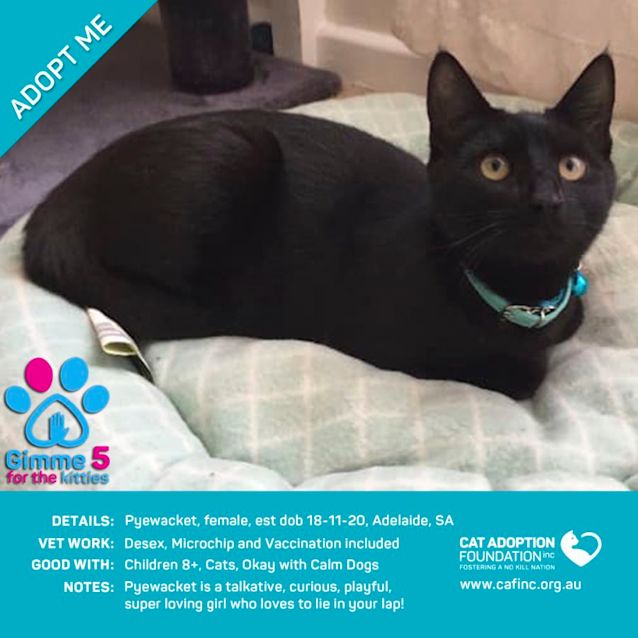 Photo of Pyewacket