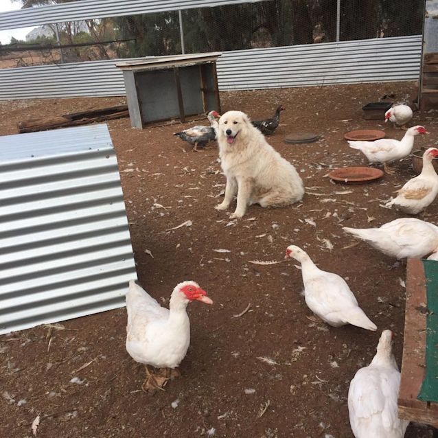 Photo of Willow   Mature Female Maremma