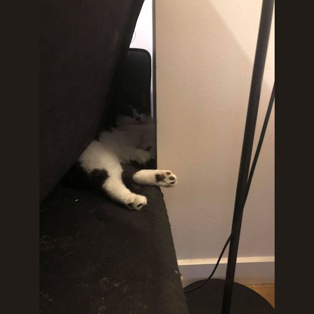 Photo of Wilfred   Located In Carlton