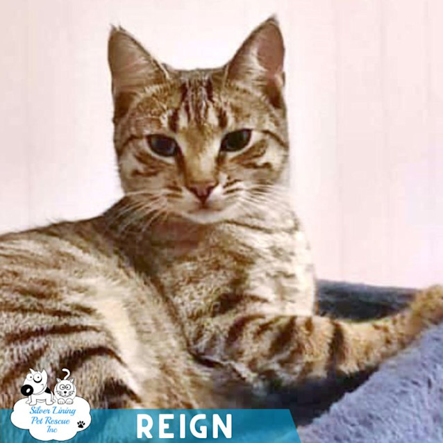 Photo of Reign
