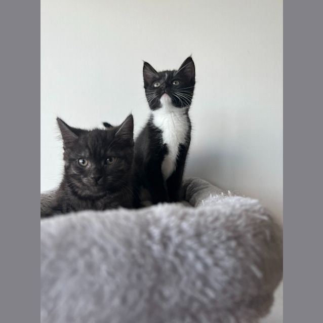 Photo of Harper Lee And Scout Black
