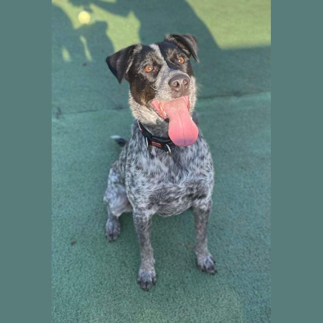 Photo of Banjo
