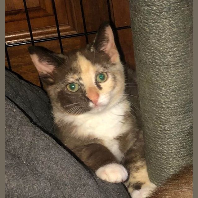 Photo of Marble   Female Kitten