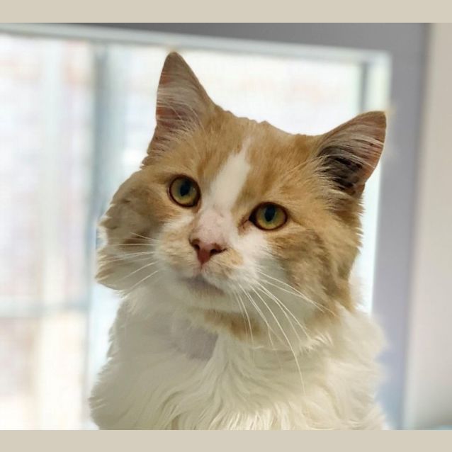 Photo of Aslan