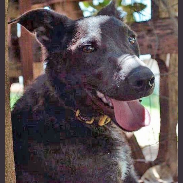 Photo of Chooggie