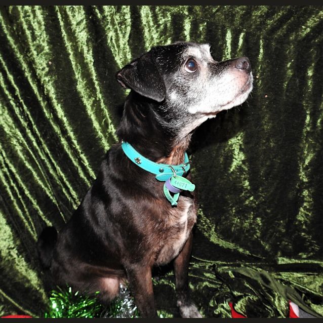 Photo of Ziggy