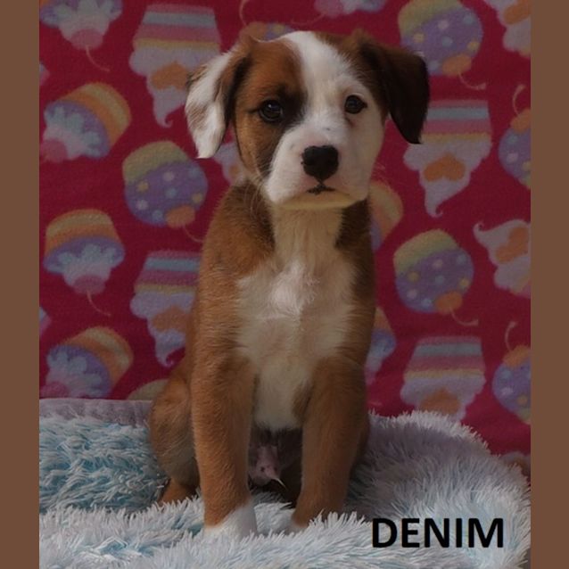 Photo of Denim