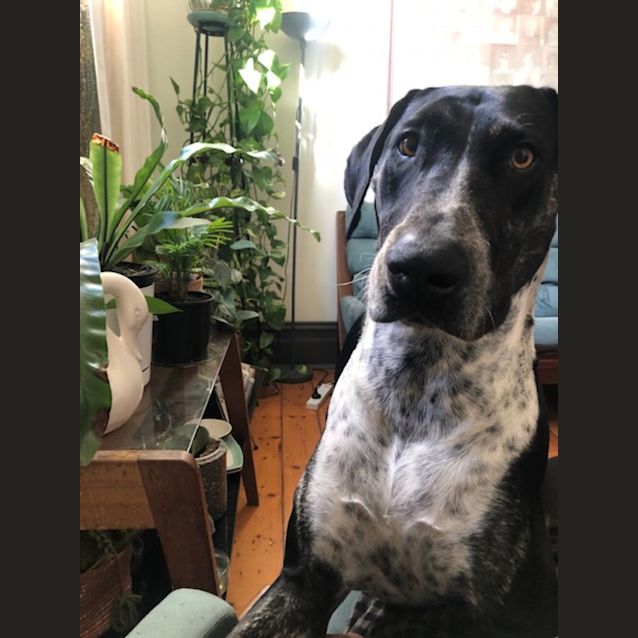 Photo of Bahlo