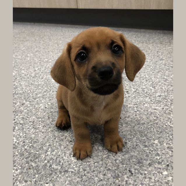 Photo of Frankenweenie