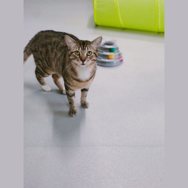 Photo of Lipton F01874 😻