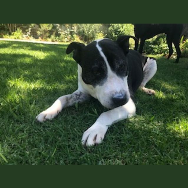 Photo of Dozer