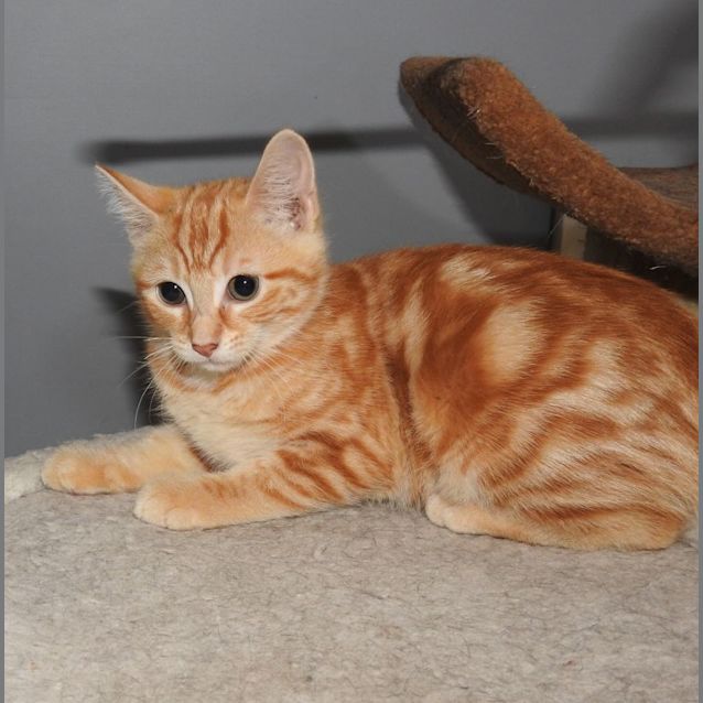 Photo of Molly @ Petstock Marsden Park