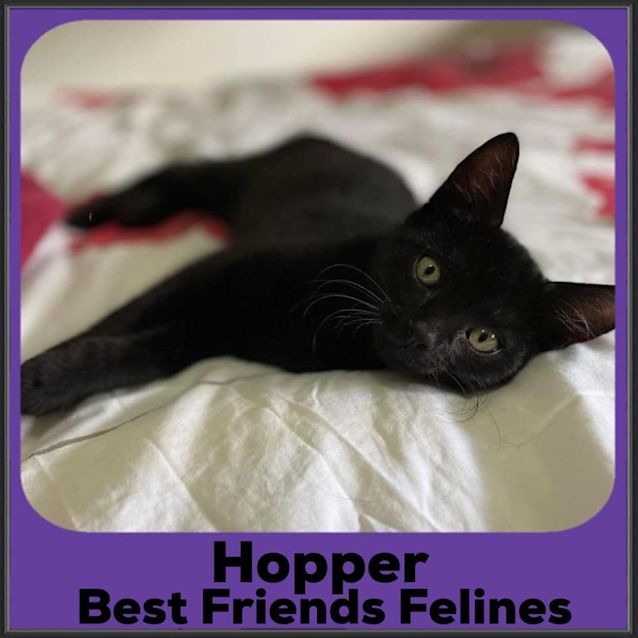 Photo of Hopper 