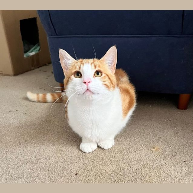 Photo of Arlo 🐈