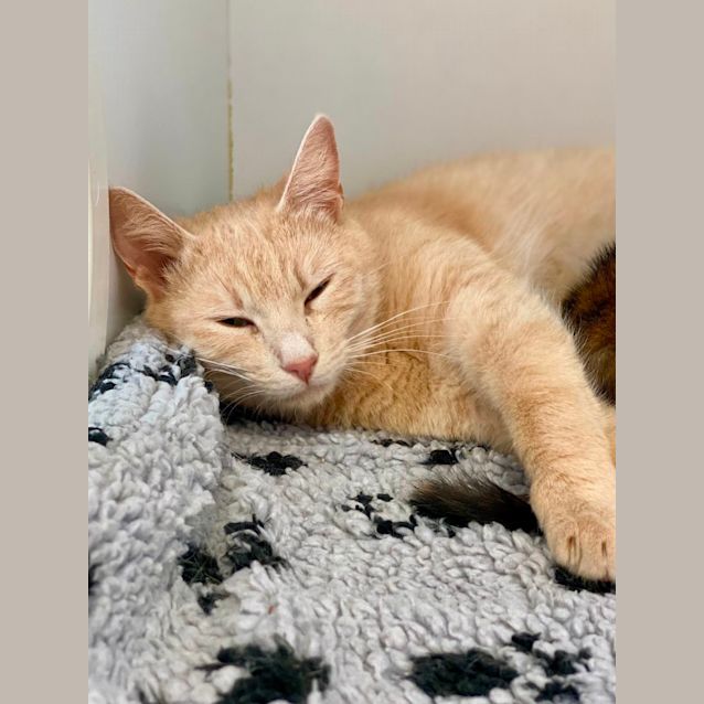 Photo of Miss Skittles