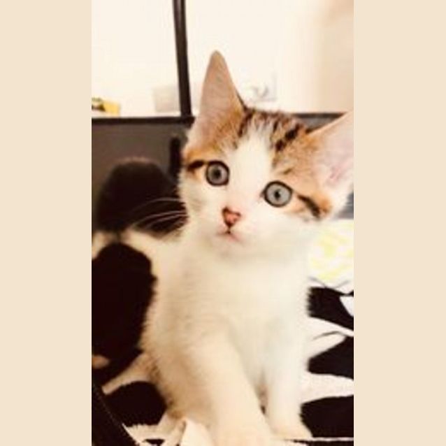 Photo of Dancer (Pearl)