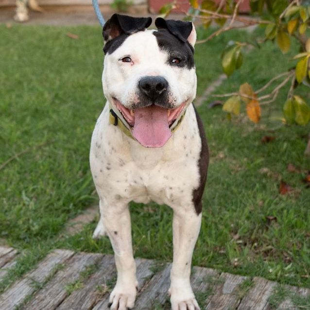 Photo of Abby 