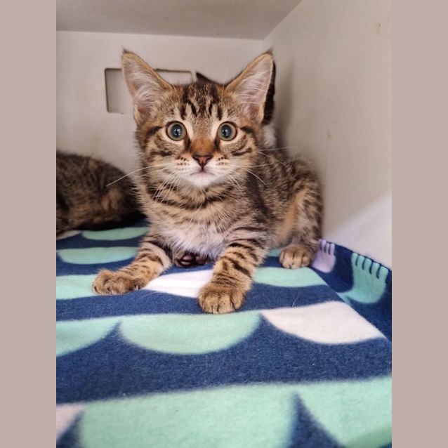 Photo of Tigger