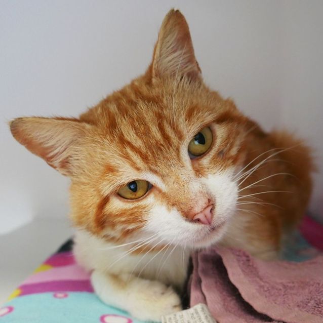 Photo of Atlas Sta009165