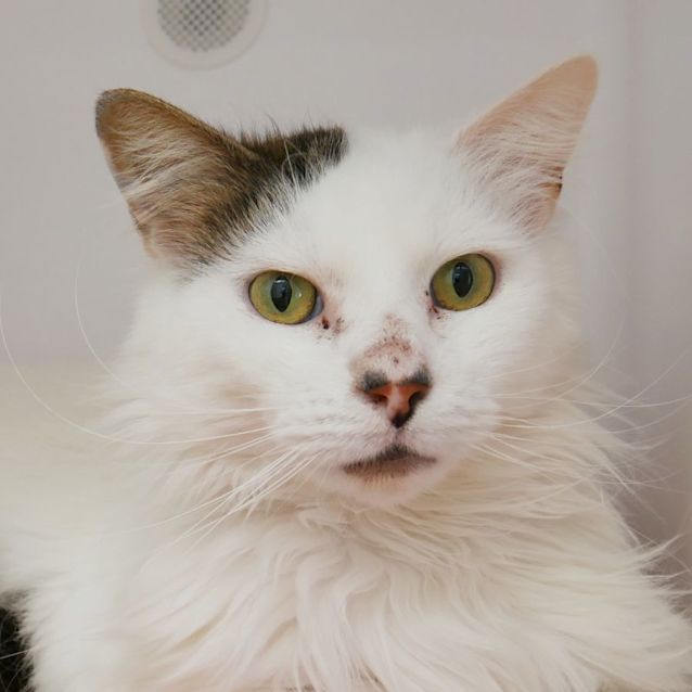 Photo of Darren Sua009235