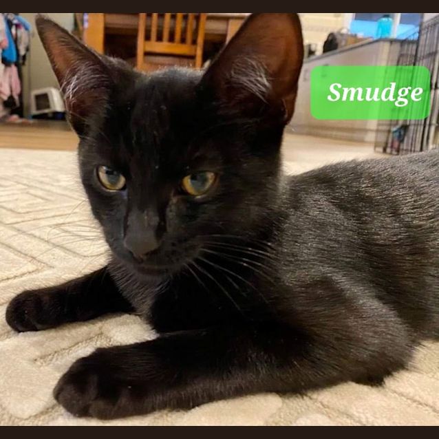Photo of Smudge