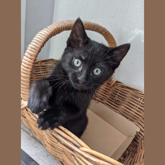 Photo of Artie   Located In Reservoir