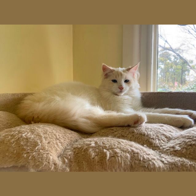 Photo of Laksa   Can Assist With Transport 