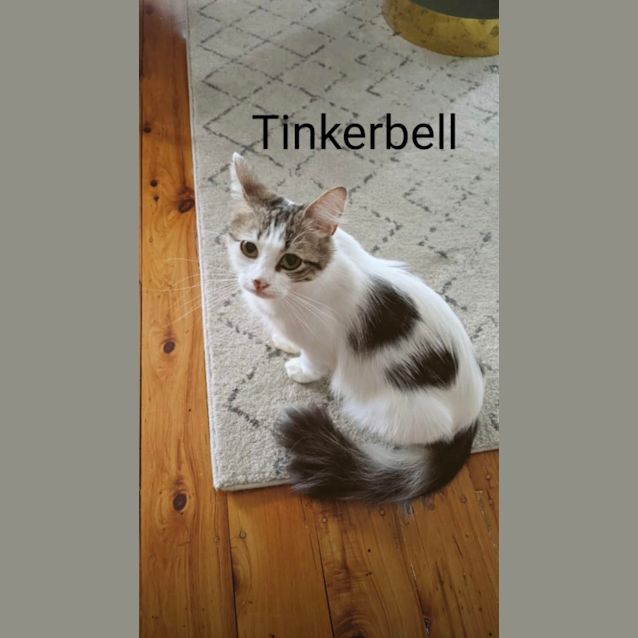 Photo of Tinkerbell
