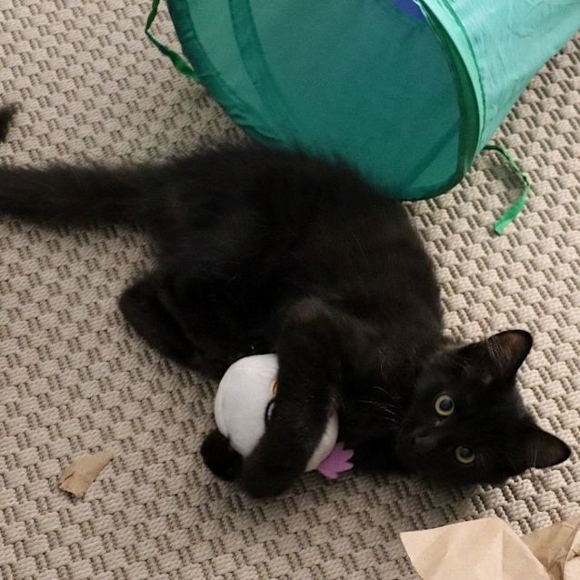 Photo of Bomber